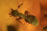 Three Fossil Ants (Formicidae) In Baltic Amber #72193-3